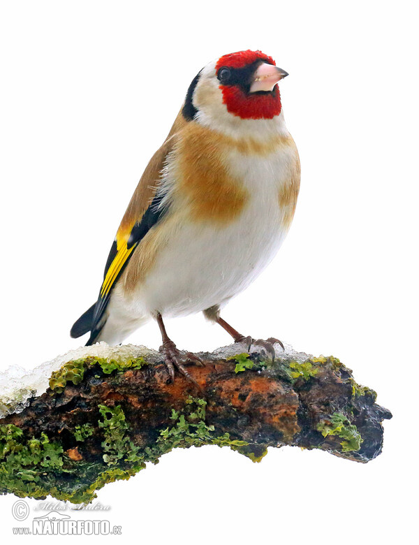 European goldfinch, Goldfinch (Carduelis carduelis)