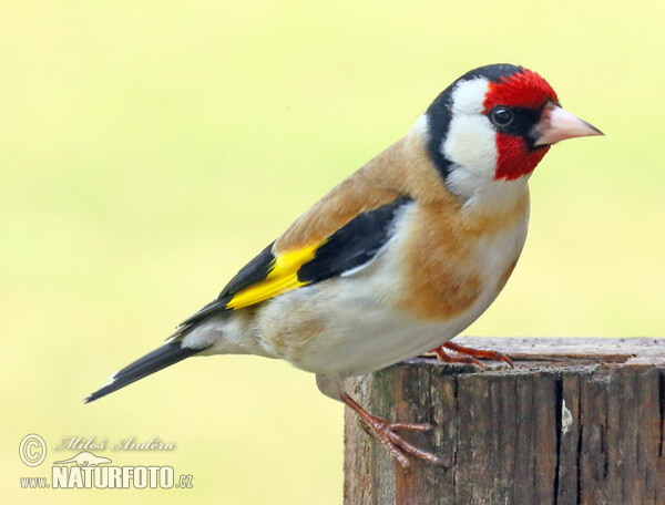 European goldfinch, Goldfinch (Carduelis carduelis)