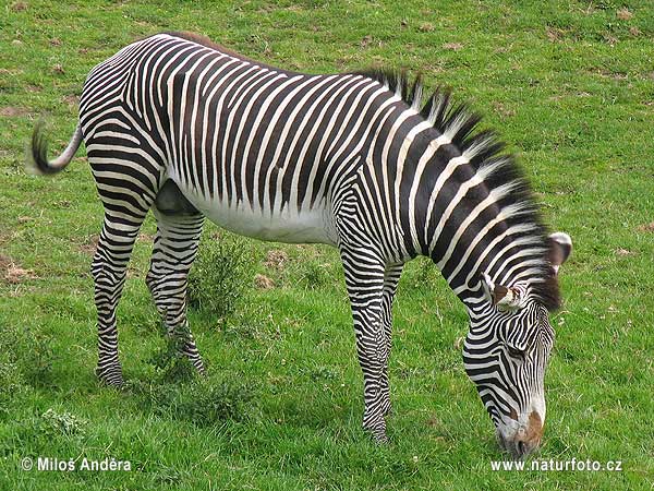 IMAGE(http://www.naturephoto-cz.eu/photos/andera/grevy%27s-zebra--5652.jpg)