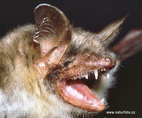 Myotis myotis Pictures, Myotis myotis Images NaturePhoto