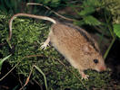 Birch Mouse