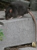 Black rat