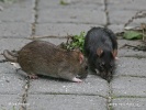 Black rat - brown and black form