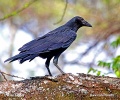 Cape Crow, Black Crow, Cape Rook, African Rook