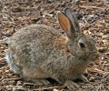 European Rabbit, Common Rabbit