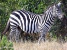 Grant's zebra, Plains Zebra