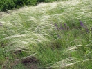Great feather grass