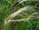 Great feather grass