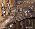 Greater mouse-eared bat - maternity roosts