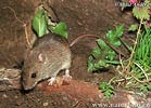 Herb Field Mouse