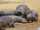 Hippopotamus, Hippo