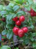 Lingonberry, cowberry, foxberry, mountain cranberry, csejka berry, red whortleberry, lowbush cranberry, mountain bilberry, partridgeberry