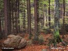 National Park Bavarian Forest