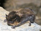 Northern Bat