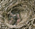Reed Bunting - nest and nestlings