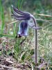 Small Pasque Flower