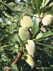 Sweet almond tree