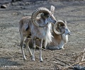 Turkmenian sheep, Afghan Urial