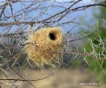 White-browed Sparrow-Weaver - nest