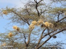 White-browed Sparrow-Weaver - nests
