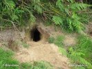 Wild Rabbit, burrow