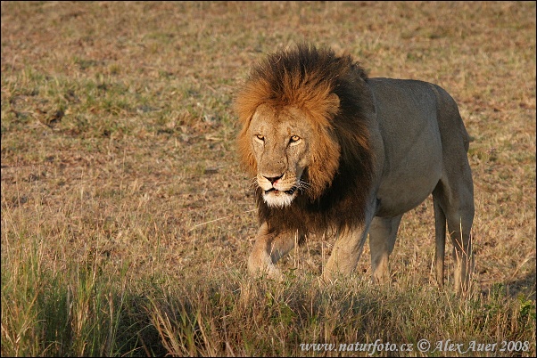 honey badger fighting lion. 1 Silverback Gorilla + 1 Honey