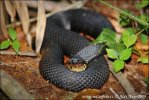 Broad Banded Water Snake
