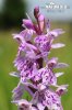 Common Spotted-orchid