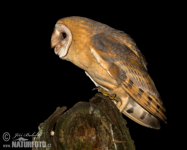 Barn Owl (Tyto alba)