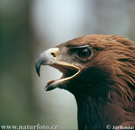 golden eagle pictures