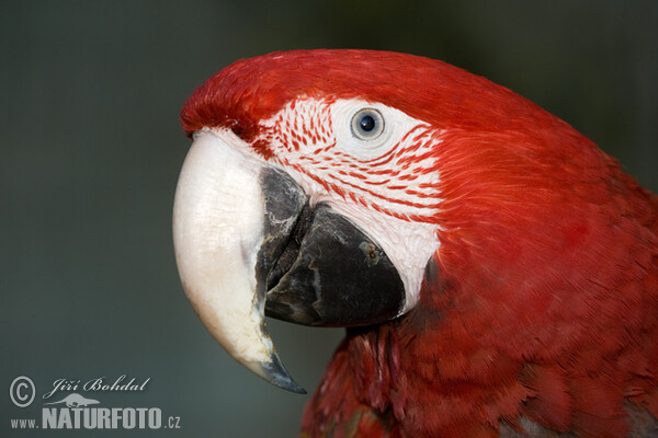 Red-and-green Macaw (Ara chloroptera)