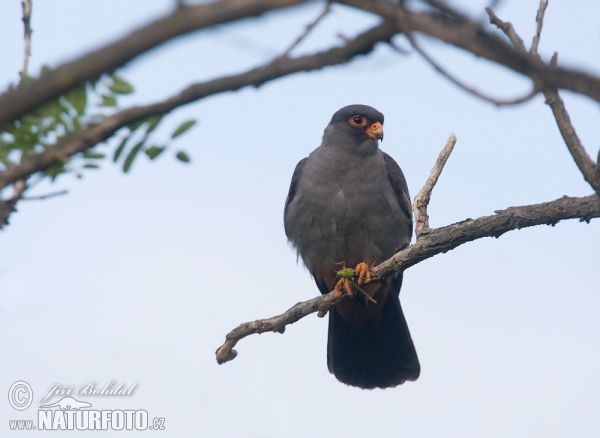 Red-footed Kestrel (Falco vespertinus)