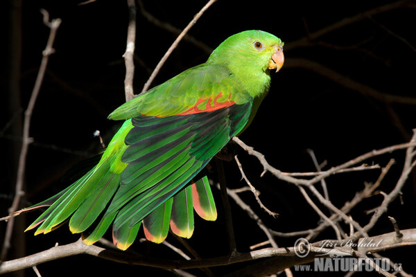 red-winged-parrot-69229.jpg