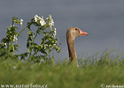 Greyland Goose