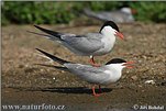Gulls, Terns and Skuas (Lariformes )