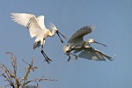 Herons and Allies (Ciconiiformes)