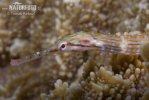 Orange spotted pipefish