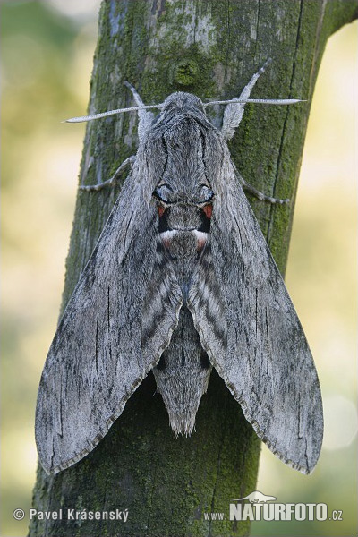 hawk moth