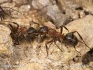 Ants - Fight for colony