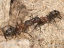 Ants - Fight for colony
