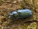 Blue Stag Beetle