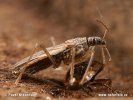 Common Damsel Bug