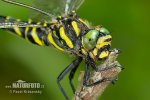 Golden-ringed Dragonfly - Common Goldenring