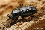 Horned stag beetle