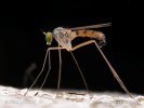 Long- legged Fly
