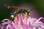Ornate Tailed Digger Wasp