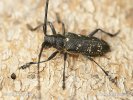 Small White-Marmorated Long-Horned Beetle