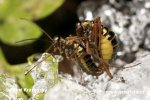 Snow Scorpion Fly