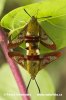 The Broad-bordered Bee Hawk-moth