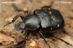 Variable chafer